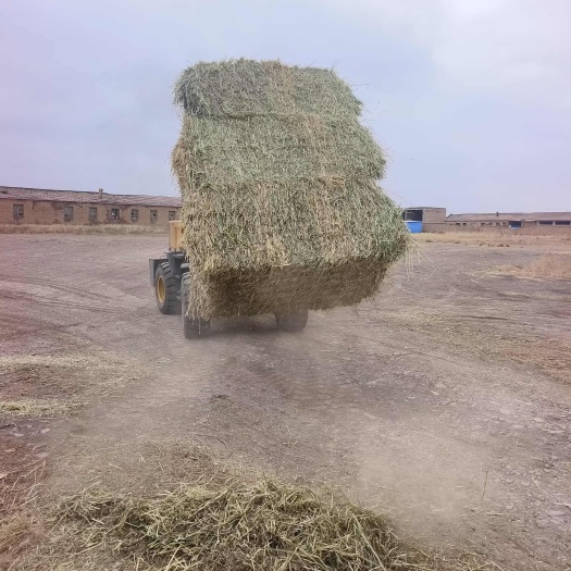 山丹县甘肃低钾甜燕麦草，通货，价格低，品质保证，欢迎来电咨询选购。