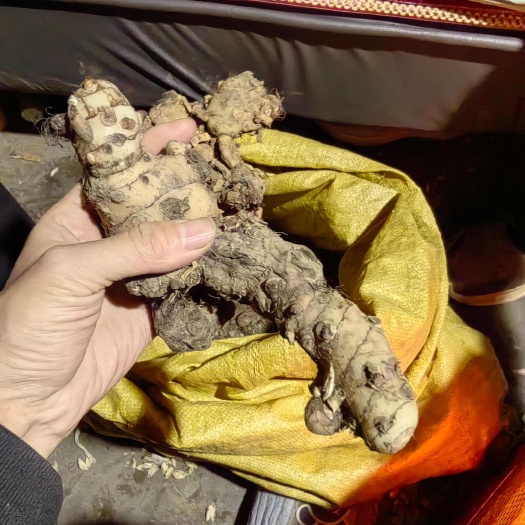 隆林县天麻的
