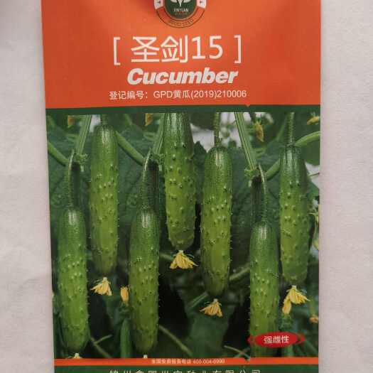 寿光市口感型黄瓜品种