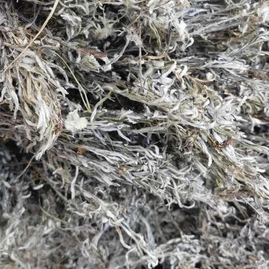 亳州中药材老头草 火绒草新货