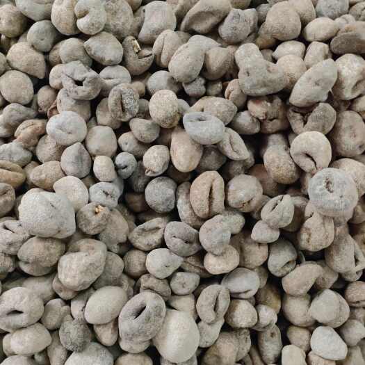 广州45头泰国珍珠球参