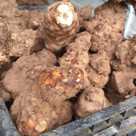 龙里县最近新鲜土茯苓白肉粉 刚货大土小土有货 价格优惠多多