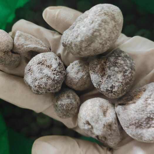 广州110头珍珠球参