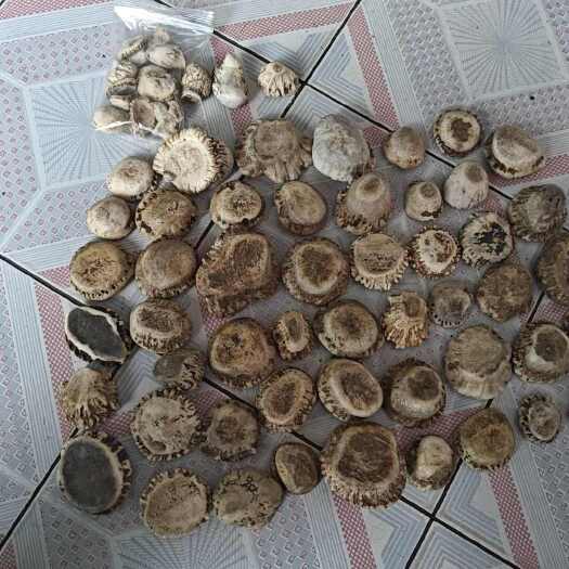 长春梅花鹿鹿角帽  整个鹿角帽  鹿角帽粉