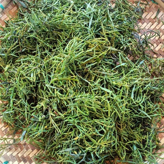 勐海县茶树上的螃蟹脚