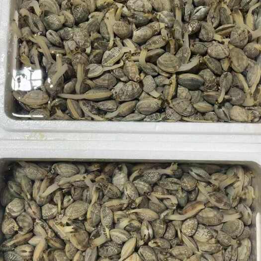 东港市无沙花甲批发欢迎预订规格40粒60粒90粒