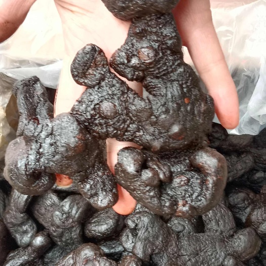 玉林九制黄精，姜黄精，鸡头黄精，多花姜黄精