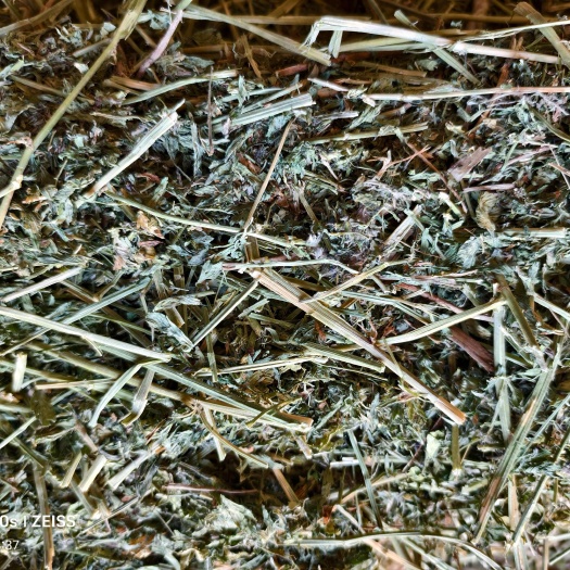 阿旗23年四茬苜蓿草水分灰分安全，叶片完好