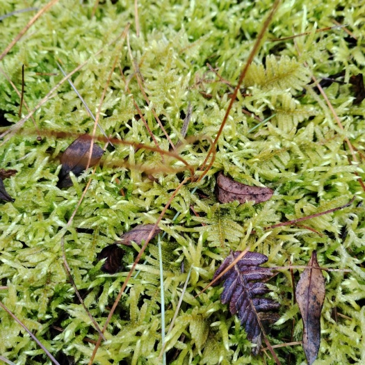 威宁县苔藓
