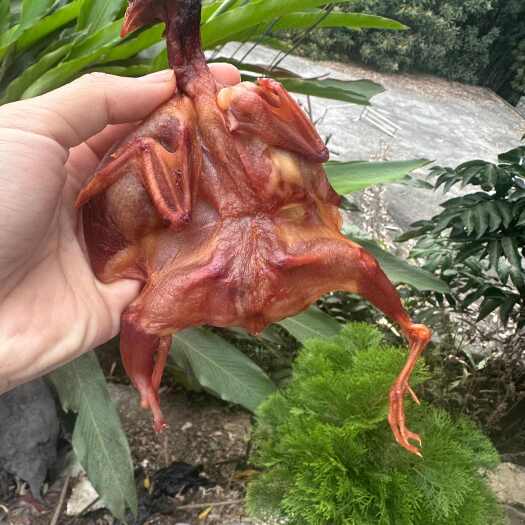 梧州腊鹌鹑鹌鹑干