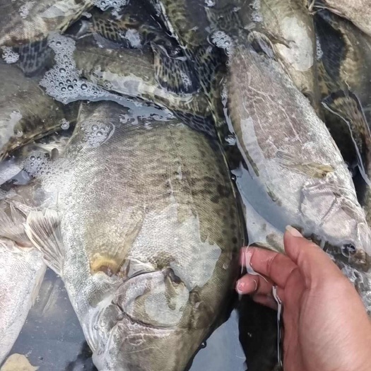 衡阳湖南鱼仔鳜