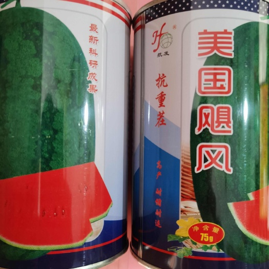 南阳懒汉西瓜种子 美国飓风 抗重茬产量高 耐运输