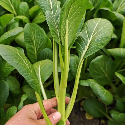 上海上海本地广东菜心大量上市