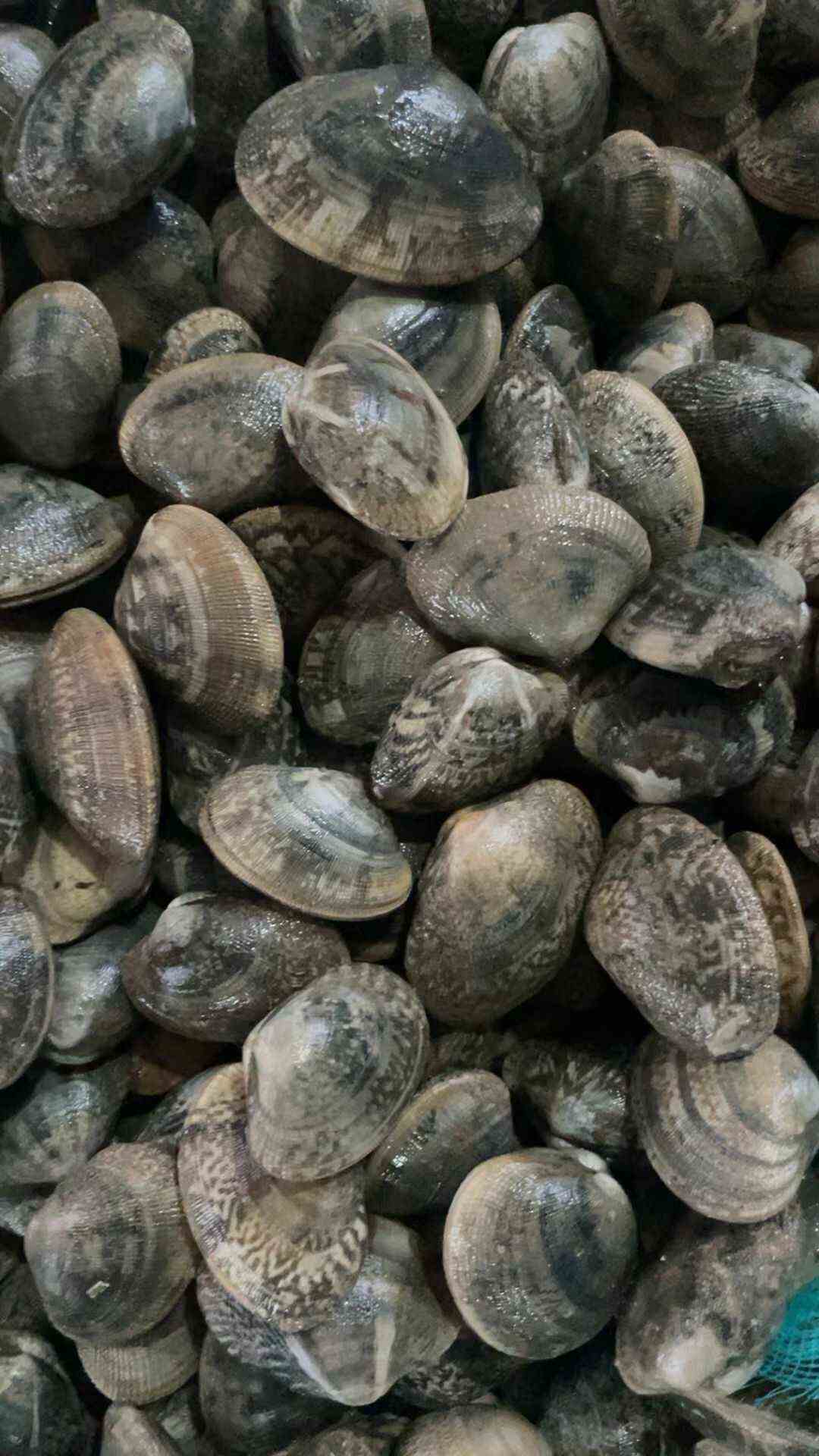 无沙花甲批发欢迎预订规格40粒60粒90粒