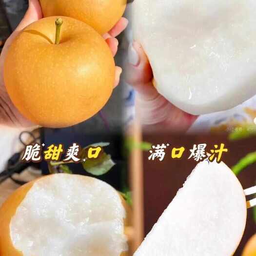 赵县正宗秋月梨脆甜多汁薄皮梨子应季水果整箱礼盒冰糖梨雪梨羊脂梨