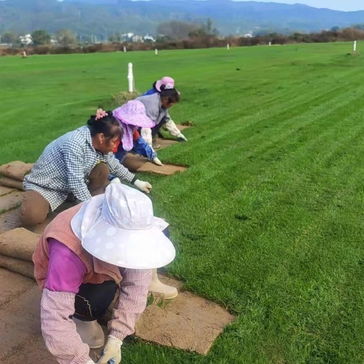 郴州二号草耐寒耐旱耐踩踏基地直销货源充足