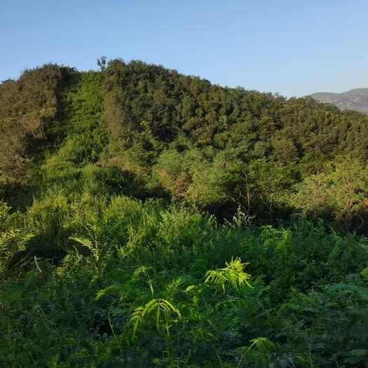 平邑县临沂市平邑县丹阳村山地500亩，每亩70元，租赁期限有50年