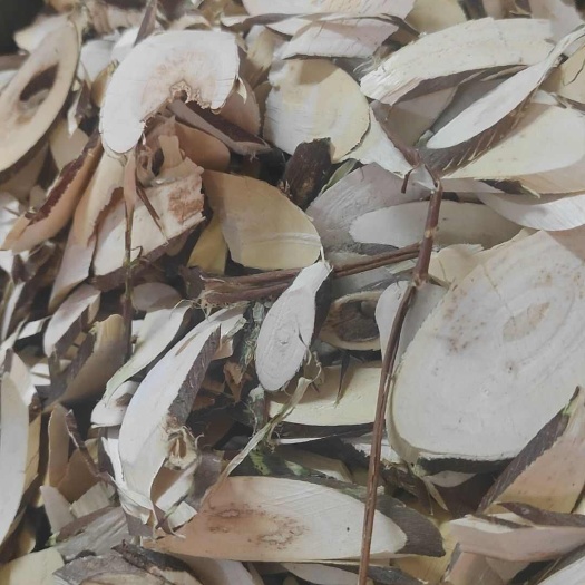 白背根