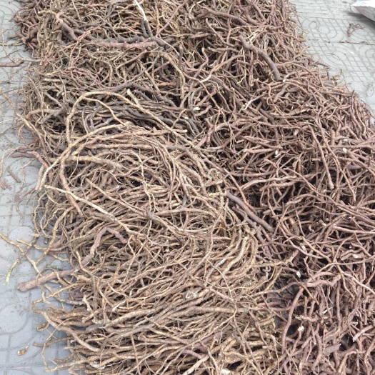 峨眉山市大通草根