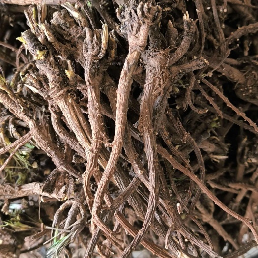 嵩县北柴胡药厂货产地直发