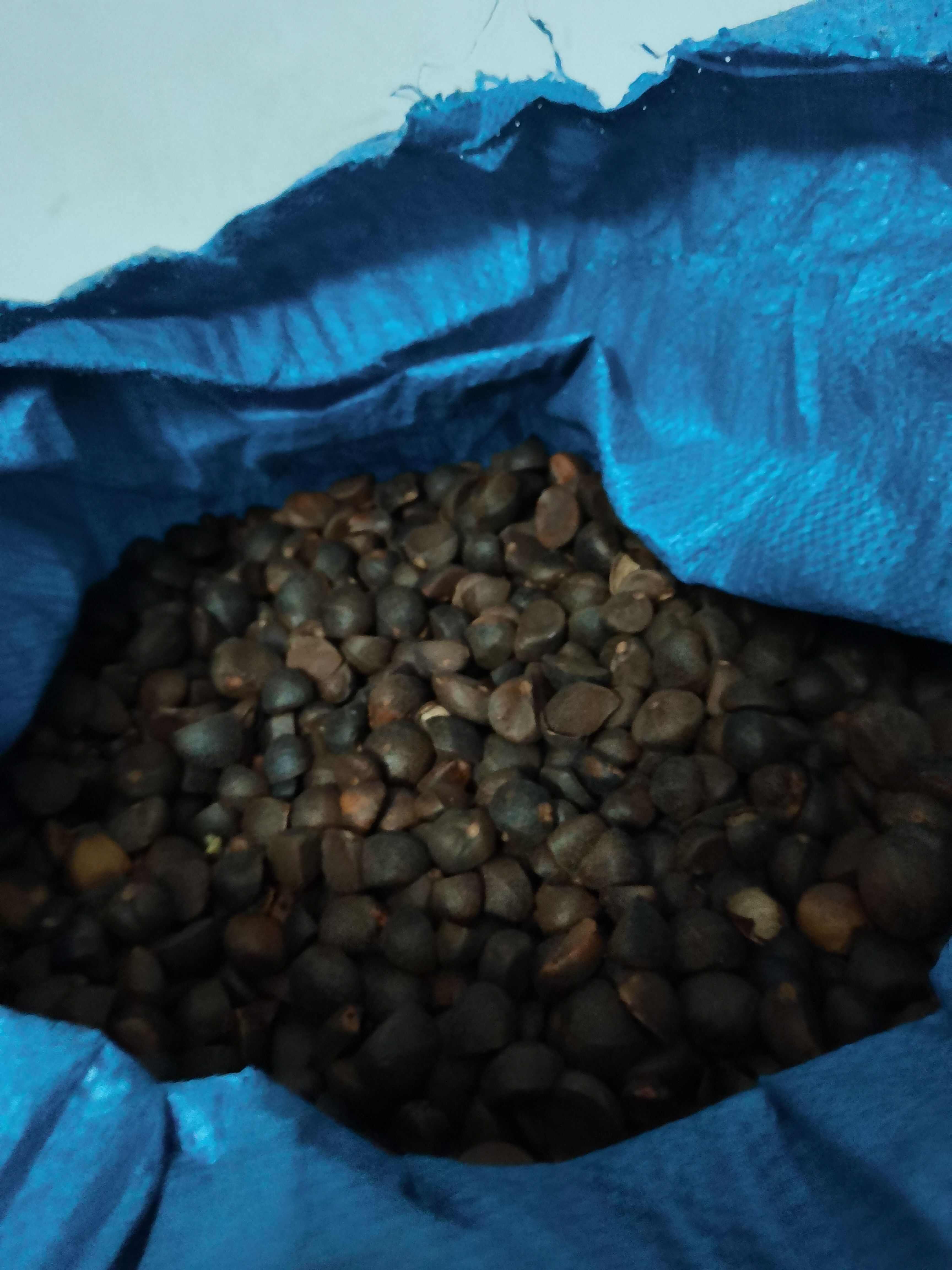 本地野生茶子 自用量少
