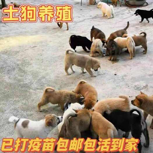 苍梧县肉狗苗幼犬活体幼崽大型杂交食用肉狗巨型田园犬土狗全国包邮技术