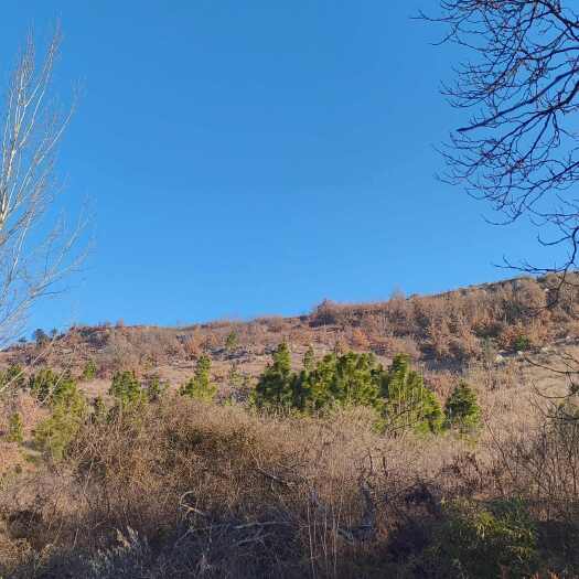 随县深山珍酿，一滴土蜂蜜，满是自然香。65元/斤，假一赔十！