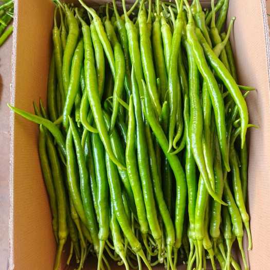 徐闻县【精品】湛江鲜辣椒，8号线椒、3号线椒，货源充足，量大质优