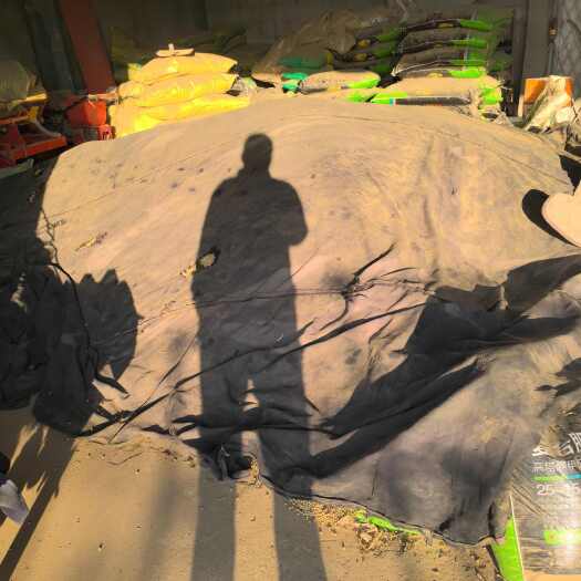 滕州市山东滕州特产 黄大豆 二等国产生鲜农产品 直发新鲜好豆子