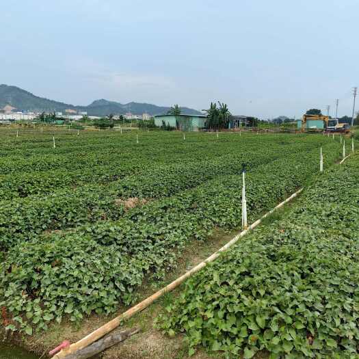 江门生鲜鱼腥草