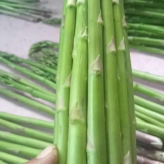 萧县芦笋批发