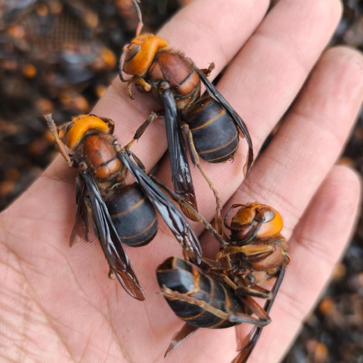 正品特大虎头蜂 虎头蜂干货 金环大马蜂胡蜂葫芦蜂黄蜂赛云南黑