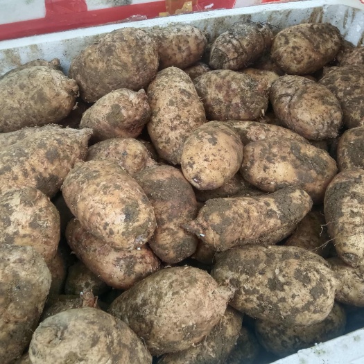 彝良县云南省通市彝良县天麻乌天麻中药材滋补药材产地直发