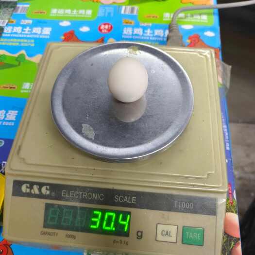 清远鸡初生蛋