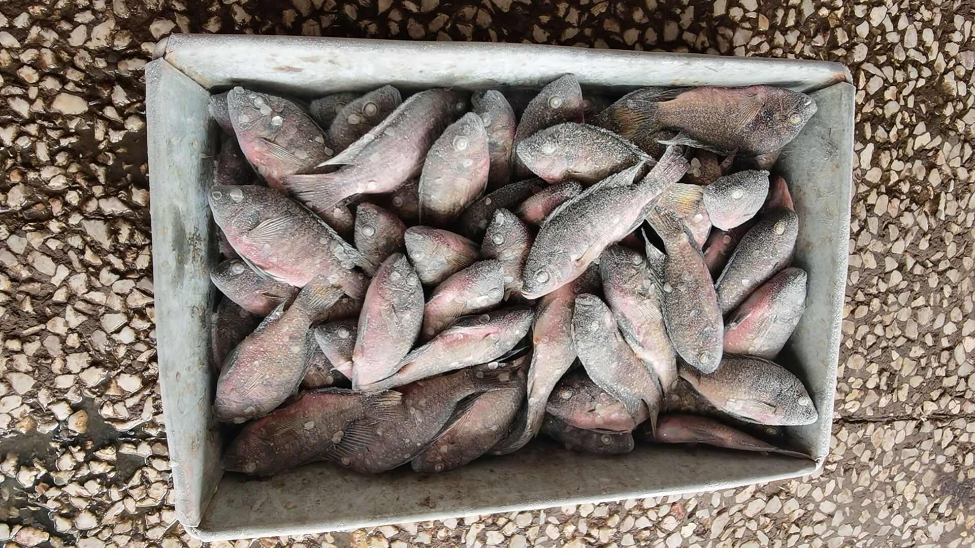 罗非鱼小杂鱼，饲料鱼