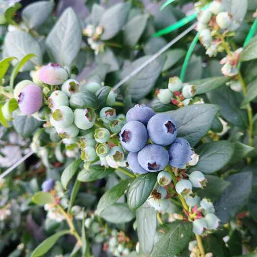 澄江市云南玉溪澄江新鲜花香蓝莓果 实时采摘现发 浆果类特产