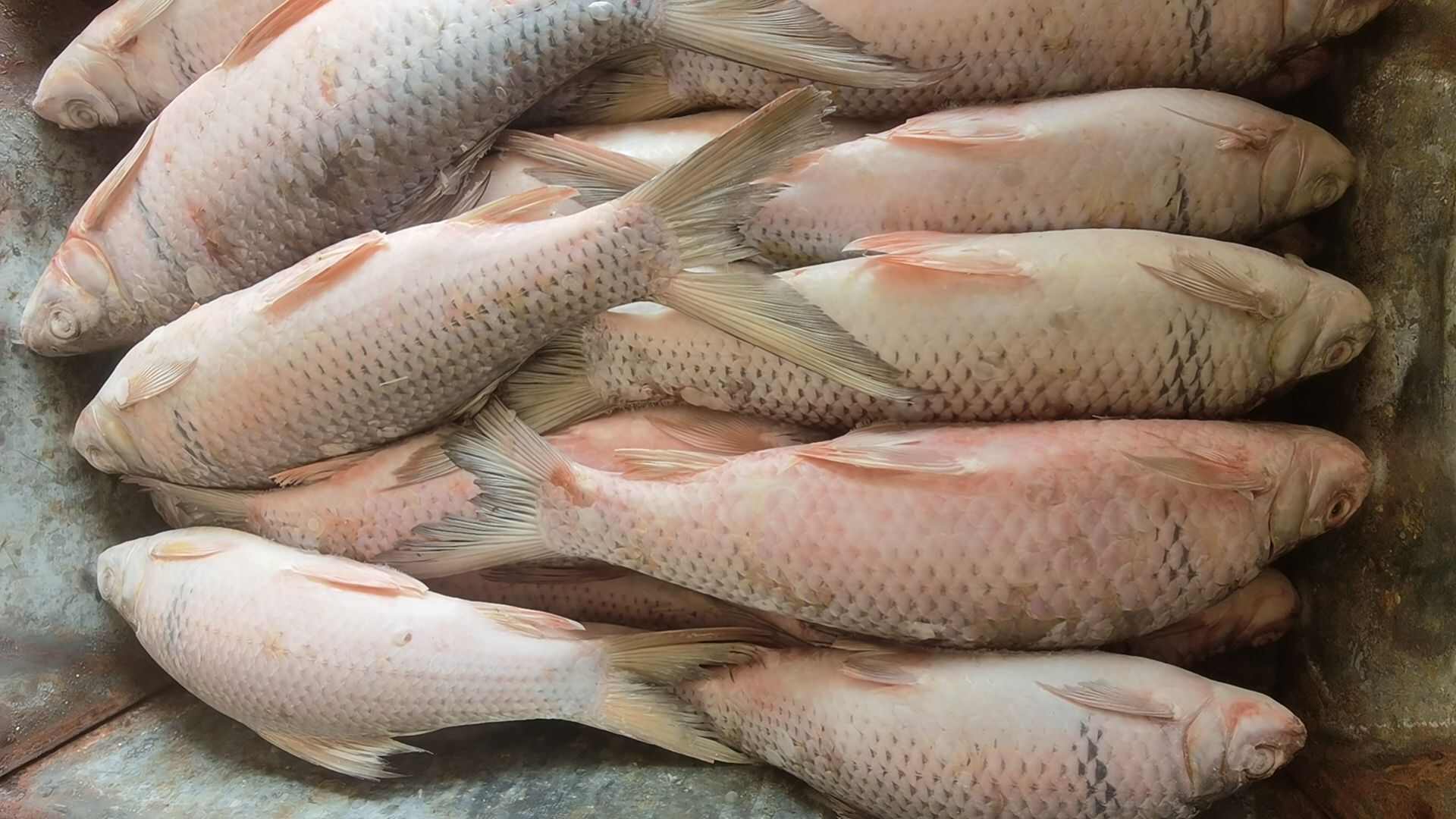 罗非鱼小杂鱼，饲料鱼