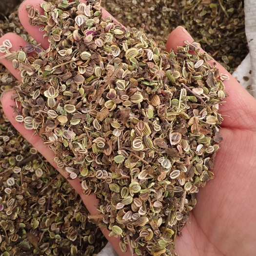 前胡种子 改良品种白花前胡种子 基地回收 大量供应 一件代发
