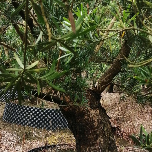 北海北海罗汉松