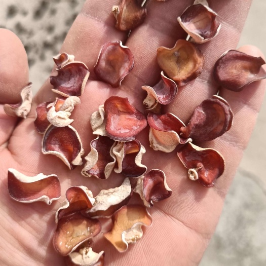 贵妃木耳粉木耳红木耳紫色粉木耳贵妃特色粉木耳厂家发货规格精选