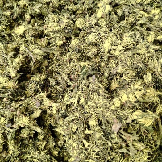 南召县杜仲雄花