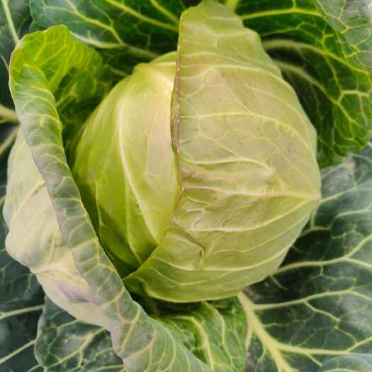 新野县圆包菜