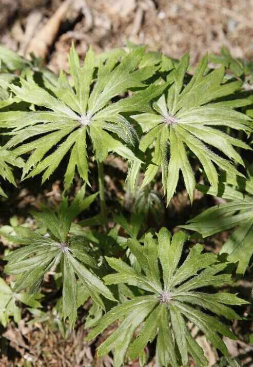 磐安县兔儿伞新鲜干货可种植