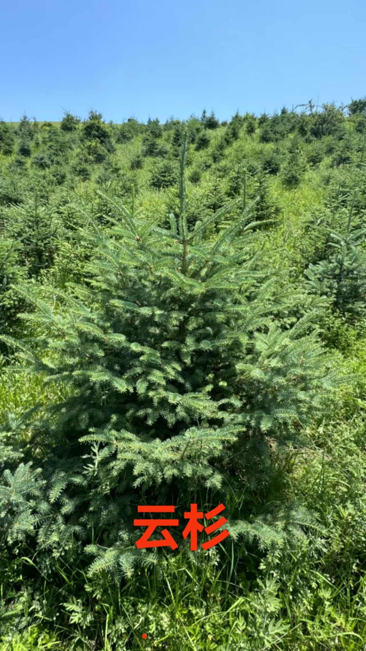 新疆云杉 甘肃定西发货 林木种子生产经营许可 新鲜绿化树木