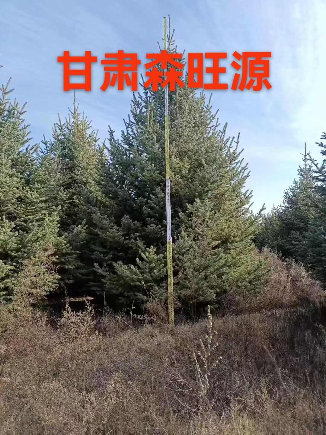 新疆云杉 甘肃定西发货 林木种子生产经营许可 新鲜绿化树木