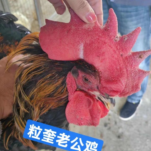 #老公鸡#单只体重3.7斤左右，个个大长枣子，单只独立包装。