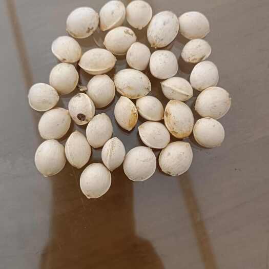 商城县白果，银杏果，新鲜刚采摘的