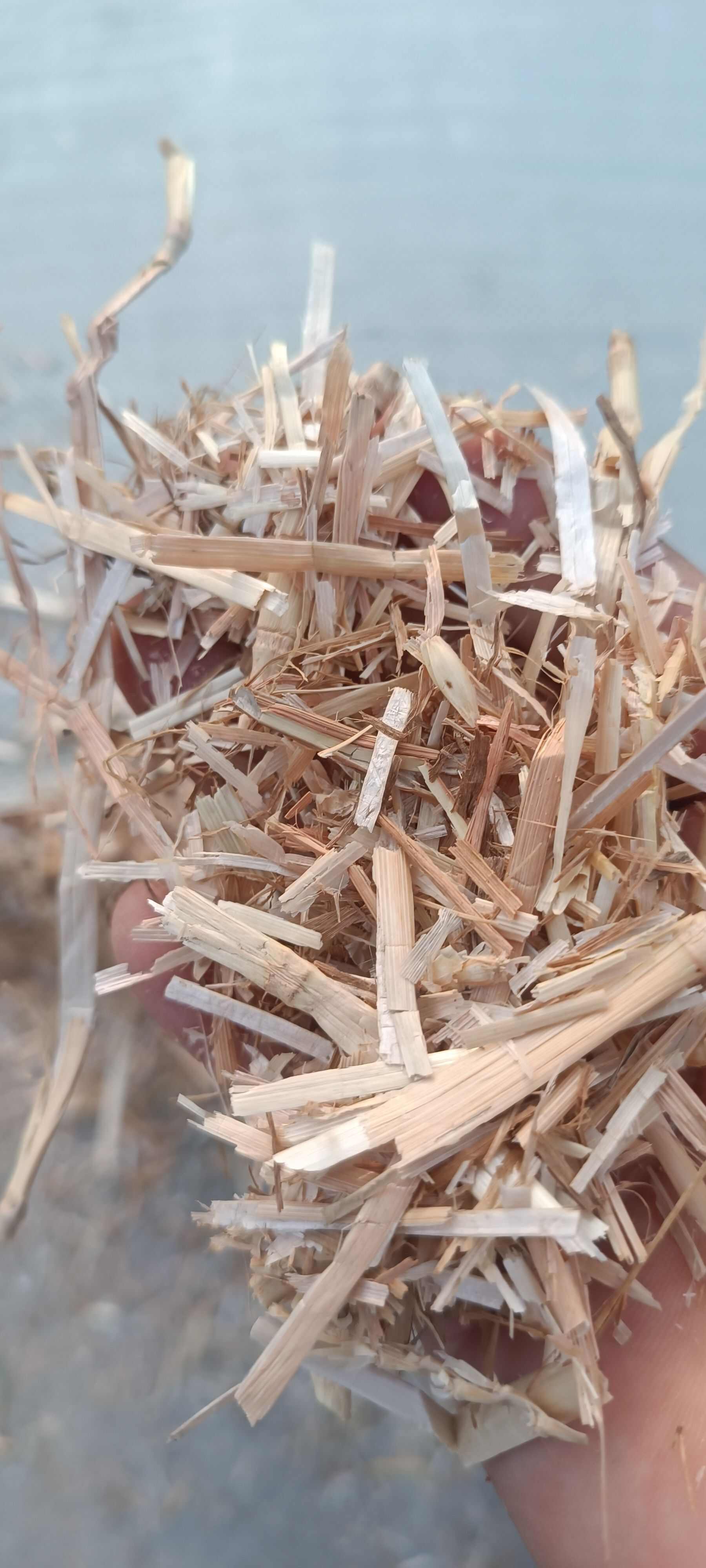 我家小麦秸秆正在加工，质量特别好，有需要的老板请联系。