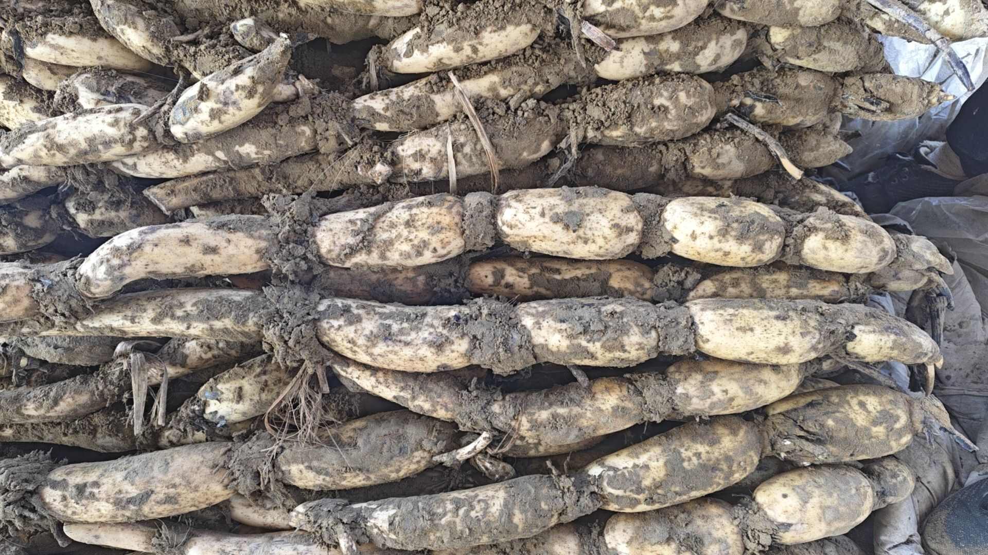 山东大白莲藕，百亩基地，货源充足。服务好，按照需要配货