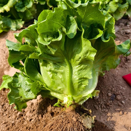 耐热生菜种子耐热耐抽薹颜色绿，品相好不苦涩口感清脆
